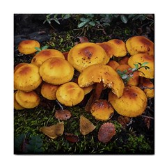 Orange Mushrooms In Patagonia Forest, Ushuaia, Argentina Tile Coaster by dflcprintsclothing