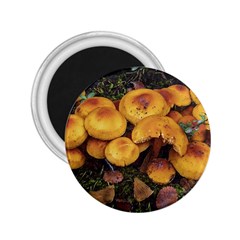 Orange Mushrooms In Patagonia Forest, Ushuaia, Argentina 2 25  Magnets by dflcprintsclothing