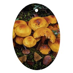 Orange Mushrooms In Patagonia Forest, Ushuaia, Argentina Ornament (oval) by dflcprintsclothing