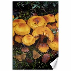 Orange Mushrooms In Patagonia Forest, Ushuaia, Argentina Canvas 24  X 36  by dflcprintsclothing