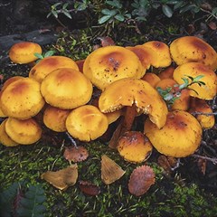 Orange Mushrooms In Patagonia Forest, Ushuaia, Argentina Play Mat (square) by dflcprintsclothing