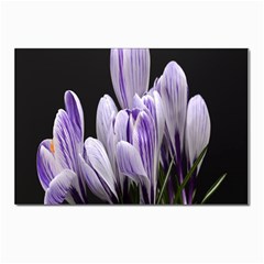 Crocus Flowers Purple Flowers Spring Nature Postcard 4 x 6  (pkg Of 10) by Ravend