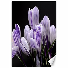 Crocus Flowers Purple Flowers Spring Nature Canvas 12  X 18 