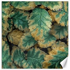 Colored Close Up Plants Leaves Pattern Canvas 12  X 12  by dflcprintsclothing