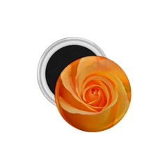 Flower Plant Rose Nature Garden Orange Macro 1.75  Magnets