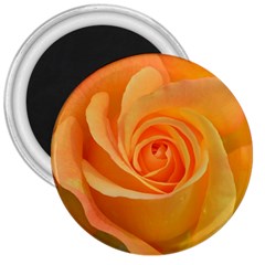 Flower Plant Rose Nature Garden Orange Macro 3  Magnets