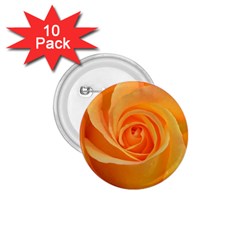 Flower Plant Rose Nature Garden Orange Macro 1.75  Buttons (10 pack)