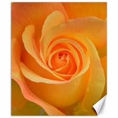 Flower Plant Rose Nature Garden Orange Macro Canvas 8  x 10 