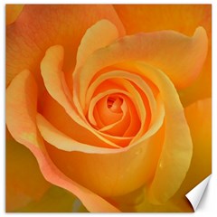 Flower Plant Rose Nature Garden Orange Macro Canvas 12  x 12 