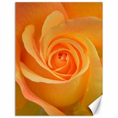 Flower Plant Rose Nature Garden Orange Macro Canvas 12  x 16 