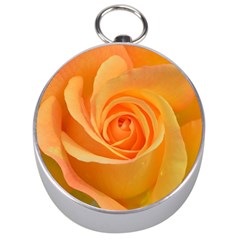 Flower Plant Rose Nature Garden Orange Macro Silver Compasses