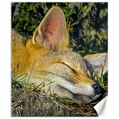 Fox Sleeping Closeup Photo Canvas 8  X 10  by dflcprintsclothing