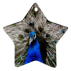 Peacock Bird Animal Feather Nature Colorful Ornament (star)