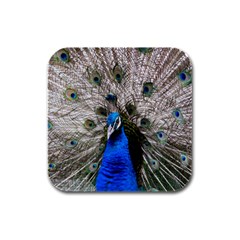 Peacock Bird Animal Feather Nature Colorful Rubber Square Coaster (4 Pack) by Ravend