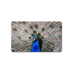 Peacock Bird Animal Feather Nature Colorful Magnet (name Card) by Ravend