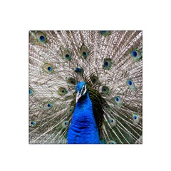 Peacock Bird Animal Feather Nature Colorful Satin Bandana Scarf 22  X 22 