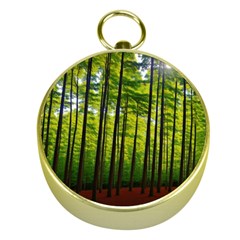 Green Forest Jungle Trees Nature Sunny Gold Compasses