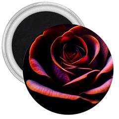 Purple Flower Rose Flower Black Background 3  Magnets