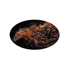 Sea Anemone Coral Underwater Ocean Sea Water Sticker Oval (10 pack)