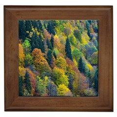 Forest Trees Leaves Fall Autumn Nature Sunshine Framed Tile