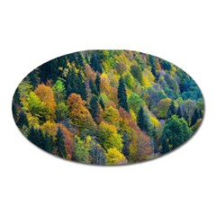Forest Trees Leaves Fall Autumn Nature Sunshine Oval Magnet by Ravend