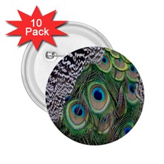 Peacock Bird Feather Colourful 2 25  Buttons (10 Pack)  by Jancukart