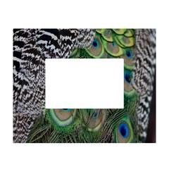 Peacock Bird Feather Colourful White Tabletop Photo Frame 4 x6  by Jancukart