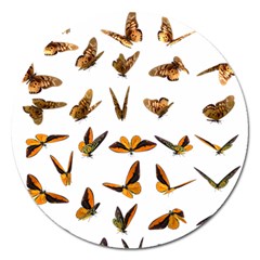 Butterfly Butterflies Insect Swarm Magnet 5  (round)