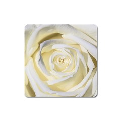 White Roses Flowers Plant Romance Blossom Bloom Nature Flora Petals Square Magnet by pakminggu