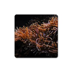 Sea Anemone Coral Underwater Ocean Sea Water Square Magnet by pakminggu