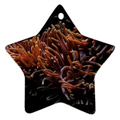 Sea Anemone Coral Underwater Ocean Sea Water Star Ornament (two Sides) by pakminggu