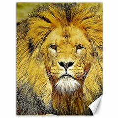 Lion Lioness Wildlife Hunter Canvas 36  X 48 