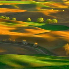 Landscape Usa Nature Washington State Trees Field Palouse Play Mat (rectangle) by Bakwanart