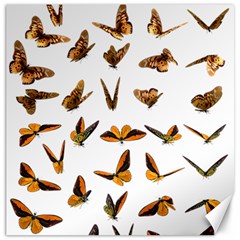Butterfly Butterflies Insect Swarm Canvas 16  X 16 