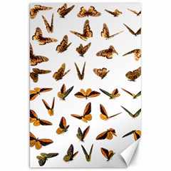 Butterfly Butterflies Insect Swarm Canvas 20  X 30 