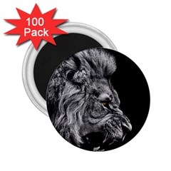 Angry Male Lion Roar 2 25  Magnets (100 Pack) 