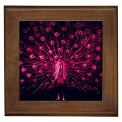 Peacock Pink Black Feather Abstract Framed Tile