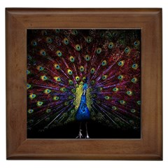 Peacock Feathers Framed Tile