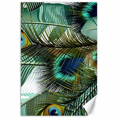 Peacock Feathers Blue Green Texture Canvas 24  X 36 