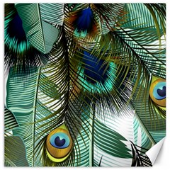 Peacock Feathers Feather Blue Green Canvas 12  X 12 