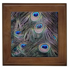Peacock Feathers Peacock Bird Feathers Framed Tile by Ndabl3x