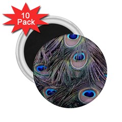 Peacock Feathers Peacock Bird Feathers 2 25  Magnets (10 Pack)  by Ndabl3x