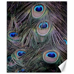 Peacock Feathers Peacock Bird Feathers Canvas 20  X 24 