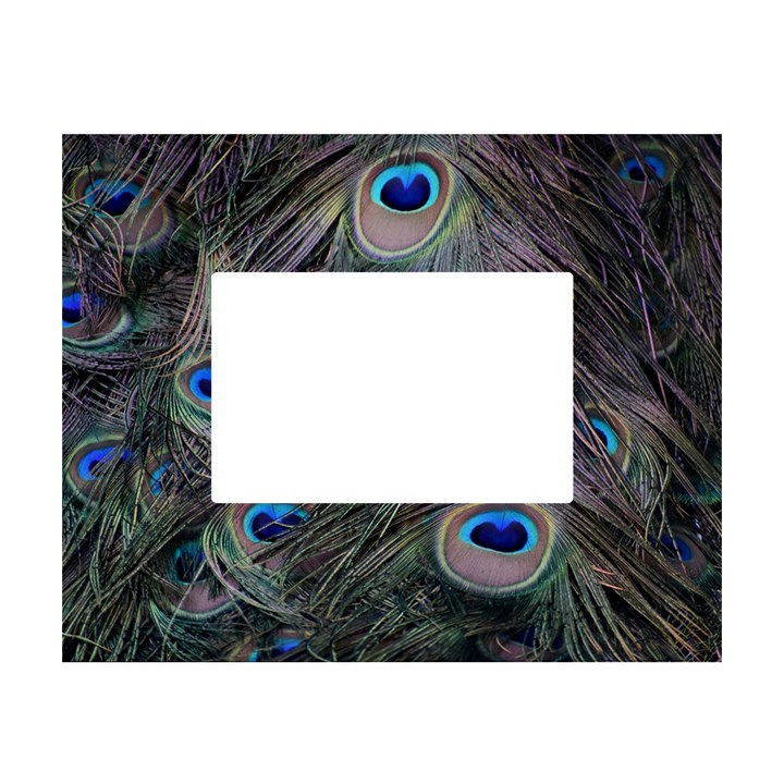 Peacock Feathers Peacock Bird Feathers White Tabletop Photo Frame 4 x6 