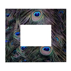 Peacock Feathers Peacock Bird Feathers White Wall Photo Frame 5  X 7  by Ndabl3x