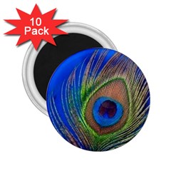 Blue Peacock Feather 2 25  Magnets (10 Pack)  by Amaryn4rt