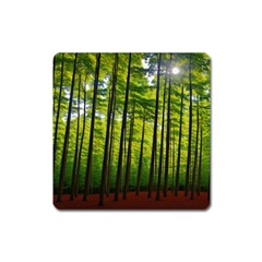 Green Forest Jungle Trees Nature Sunny Square Magnet