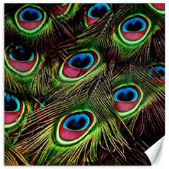 Peacock Feathers Color Plumage Canvas 12  X 12  by Celenk