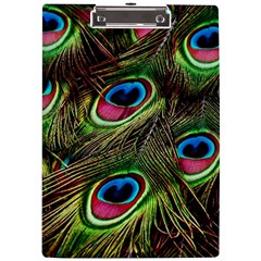 Peacock Feathers Color Plumage A4 Acrylic Clipboard by Celenk