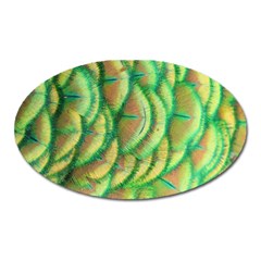 Beautiful-peacock Oval Magnet